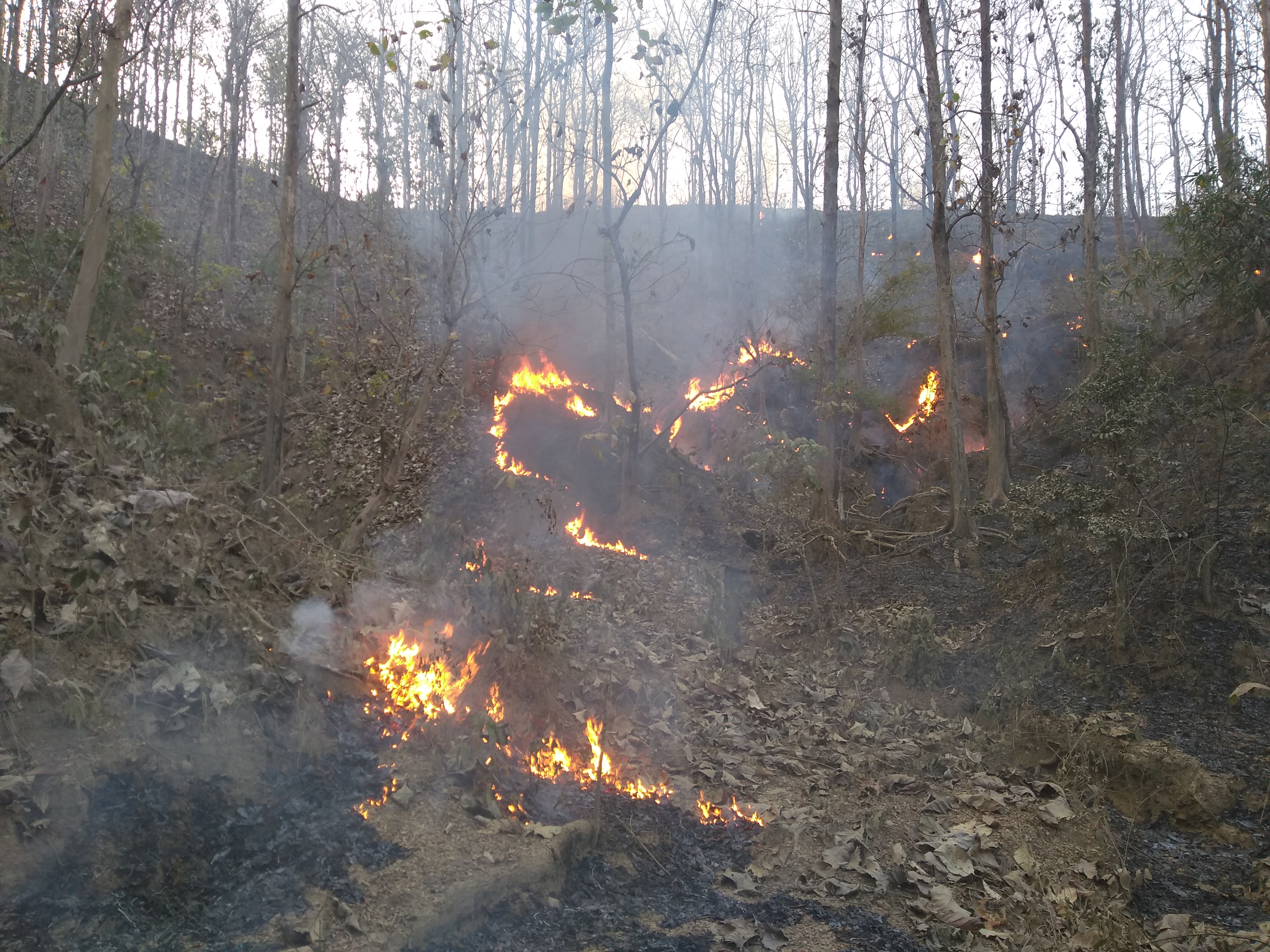 Wildfire at Karbook Forest Sub-Division, India- March 13, 2021